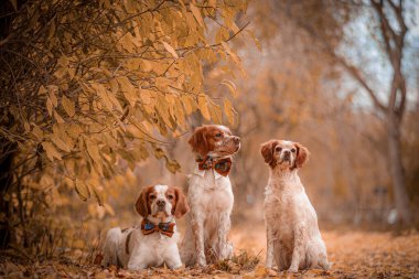 Sonbahar ormanında üç İngiliz İspanyol, biri yerde yatıyor ve ikisi tetikte bekliyor. Sarı ağaç tepe örtüsünün altına yerleştirilmiş ve sonbahar yapraklarıyla kaplı üç Britanya İspanyol papyonu..