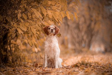 Brittany Spaniel sonbaharda sarı ağacın altında oturmuş ileriye doğru yoğun bir bakışla. Sarkık kulaklı beyaz ve kırmızı Brittany Spaniel orman zemininde sonbahar mevsimi boyunca altın yaprakların altında oturuyor..