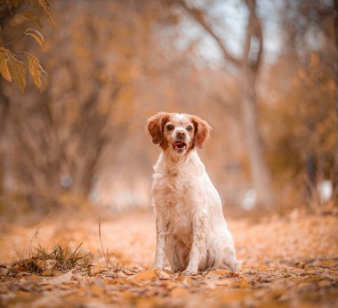 Brittany Spaniel sonbahar yapraklarıyla kaplı patikada tek başına oturuyor. Beyaz ve kırmızı kürklü Brittany Spaniel altın ormandaki turuncu yaprakların üzerinde oturuyor. Dili hafifçe dışarı çıkmış bir şekilde uzaklığa bakıyor..