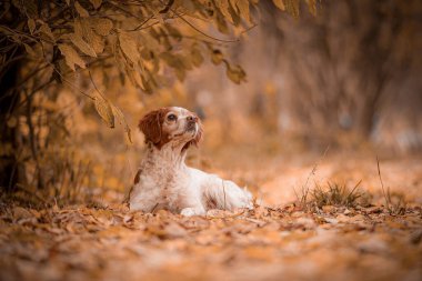 Brittany Spaniel sonbahar yapraklarının altında yatarken sakin bir ifadeyle yukarı bakıyor. Gevşek vücut duruşu olan Brittany Spaniel altın ormandaki kuru portakal yapraklarının arasında dinleniyor ve ağaçların altına bakıyor..