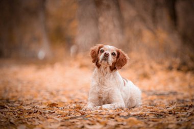 Brittany Spaniel sonbahar patikasına uzanmış, başını eğmiş, sıcak yapraklarla çevrili ifadesel bir yüz. Köpek, yapraklarla kaplı patikada, meraklı bir bakış ve başını eğerek sakince dinleniyor. Sonbahar renkleri rahat ve huzurlu bir atmosfer yaratır.