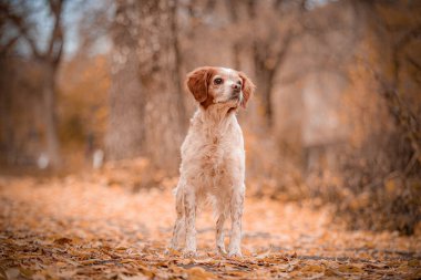 Brittany Spaniel turuncu yapraklar, yan bakışlar, sonbahar ormanı ortamında yakalanmış. Düşen yaprakların arasında güvenle dururken köpek yana bakıyor. Zengin sonbahar arkaplanı beyaz ve kahverengi kürküne vurgu yapıyor.