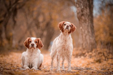 Sonbahar parkında iki İspanyol, biri ayakta, biri yalan söylüyor, altın rengi yapraklarla çevrili. Bir çift kahverengi ve beyaz Britanyalı İspanyol, yapraklı yolda birlikte poz veriyor. Yalan söylemenin ve ayakta durmanın aksine sıcak orman düzenine görsel ilgi katar..