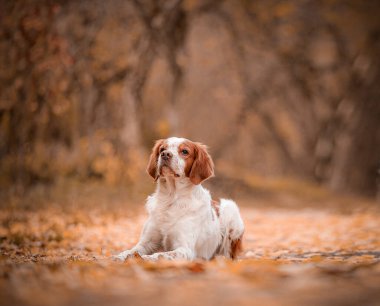 Brittany Spaniel yaprak kaplı yolda yatıyor, yan profil, sonbahar renkleri ve yumuşak orman ışığı. Köpek sıcak yaprakların üzerinde dinlenirken huzurlu bir anda yakalandı. Profil ve kürk dokusuna odaklan, sakin sonbahar manzarasına odaklan.