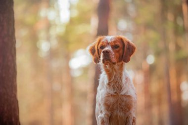 Kırmızı ve beyaz Brittany Spaniel altın güneş ışığıyla ormanda yakalandı. Köpek odaklanmış bakışlar, detaylı kürk ve kulaklar bulanık ağaçlara karşı görünür, açık havada evcil hayvan temaları için ideal..
