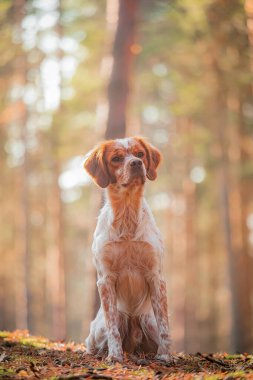 Kırmızı ve beyaz Brittany Spaniel ormanda çam iğnelerinin arasında oturuyor. Ilık altın ışık yumuşak kürkü, kulakları ve doğal ormanlık arka planı evcil hayvan temaları için mükemmel..