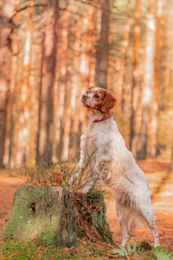 Brittany Spaniel patileri uzun ağaçlarla çevrili bir kütüğe yaslanmış şekilde yukarıya bakıyor. Sonbahar ışığının ılık tonlarında özenli duruş ve kırmızı kahverengi saçlı yumuşak kürk ve benekli kürk ayrıntıları vurgulanıyor.