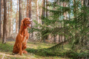 Dost canlısı İrlandalı Setter köpeği alçakta asılı ladin dalının yanında oturuyordu. Zengin kestane kırmızısı palto, uzun çam gövdeleri arasında filtrelenmiş gün ışığıyla aydınlatılan yeşil iğnelerle tezat oluşturuyor. Sakin ormanlık ortamda, doğa dostu bir hayvan yakalar..