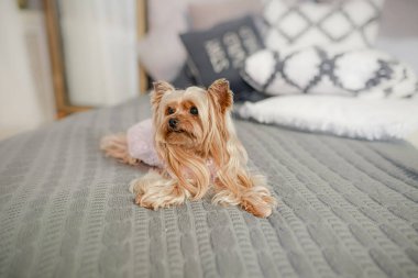 Yorkshire Teriyeri, uzun parlak paltolu, pembe elbiseli, dekoratif yastıkların yanındaki gri battaniyeye sakince uzanmış. Yumuşak pembe elbiseli Yorkshire Teriyeri, gri örgü desenli ve bulanık arka plan dekorasyonu ile yatakta dinleniyor..