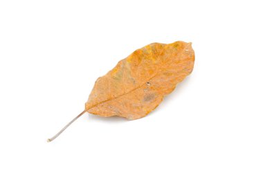 kahverengi kuru yapraklar beyaz arkaplanda izole edilmiş.;