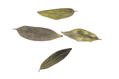 kahverengi kuru yapraklar beyaz arkaplanda izole edilmiş