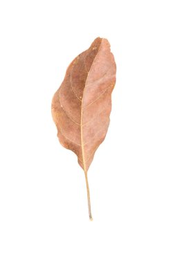 kahverengi kuru yapraklar beyaz arkaplanda izole edilmiş