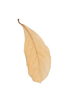 kahverengi kuru yapraklar beyaz arkaplanda izole edilmiş