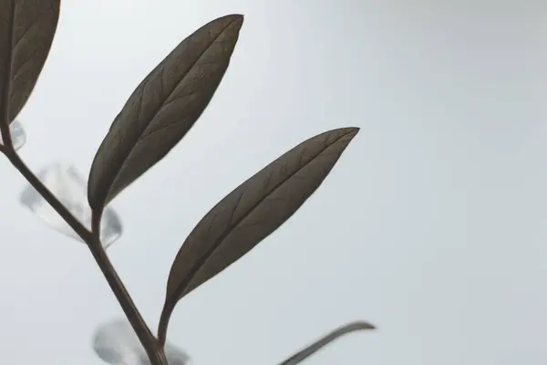 stock image Close up of green leaves on a blurred background, Zamioculcas Zamiifolia Black, House plant - Zamioculcas Zamiifolia Black ZZ Plant Rare Aroid Air Purifier