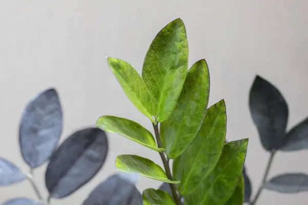 stock image Close up of green leaves on a blurred background, Zamioculcas Zamiifolia Black, House plant - Zamioculcas Zamiifolia Black ZZ Plant Rare Aroid Air Purifier