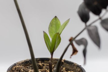Zamioculcas Zamiifolia Black, Ev bitkisi - Zamioculcas Zamiifolia Siyah ZZ Nadir Astroid Hava Arındırıcısı