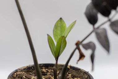 Close up of green leaves on a blurred background, Zamioculcas Zamiifolia Black, House plant - Zamioculcas Zamiifolia Black ZZ Plant Rare Aroid Air Purifier clipart