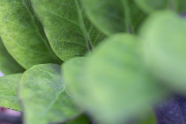 Close up of green leaves on a blurred background, Zamioculcas Zamiifolia Black, House plant - Zamioculcas Zamiifolia Black ZZ Plant Rare Aroid Air Purifier clipart