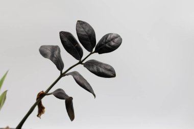 Zamioculcas Zamiifolia Black, Ev bitkisi - Zamioculcas Zamiifolia Siyah ZZ Nadir Astroid Hava Arındırıcısı