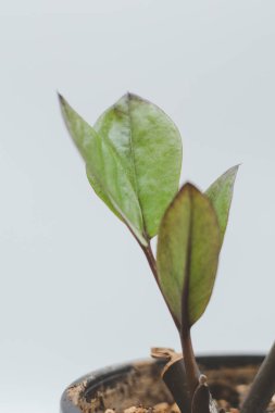 Zamioculcas Zamiifolia Black, Ev bitkisi - Zamioculcas Zamiifolia Siyah ZZ Nadir Astroid Hava Arındırıcısı