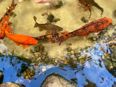 Koi sazanları gölde