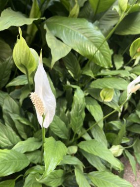 Sao Paulo, Brezilya 'nın kuzey sahilinde bir tepenin ortasında bir plajda gün batımı 