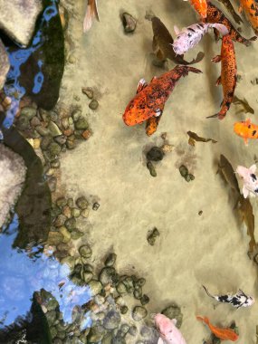 Yapay gölde yüzen renkli sazan balığı. 