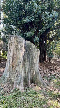 Brezilya, Sao Paulo 'daki belediye parkında kesilmiş bir ağaç gövdesi. 