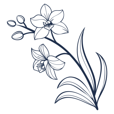 Orkide Çizgisi Sanat İllüstrasyon Vektörü Zarif Çiçek Çiçeği Çizimi Tek Renkli Tasarım Elemanı İzole Botanik Grafiksel