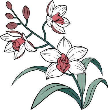 Temiz bir arkaplanda pembe aksanlı zarif beyaz taç yaprakları bulunan bir orkide çiçeğinin ayrıntılı bir çizimi. Bu botanik dijital sanat eseri orkidelerin narin ve zarif doğasını yakalayarak çiçeklere ideal hale getiriyor.