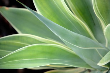 Yeşil Sulu Bitkinin Yakın Çekimi