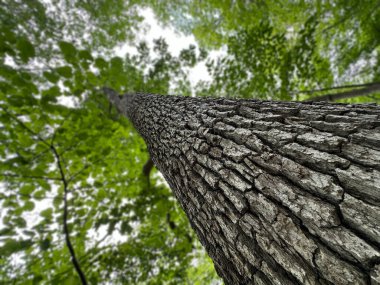 Lale Ağacının Gövdesine Bakmak