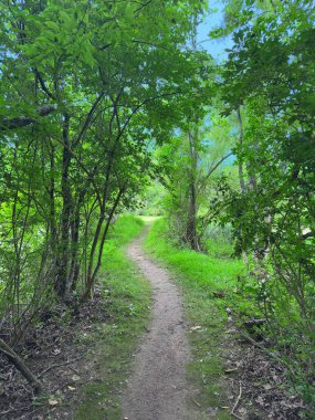Ormanın içinden iz