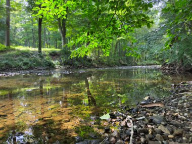 Pensilvanya ormanlarında bir dere
