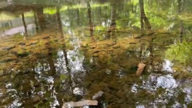 Ağaçları ve gökyüzünü kristal berrak suyuyla yansıtan Ormanda sessizce akan bir dere.