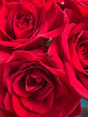 Kırmızı Gül Buketinin Yakın Çekimi 