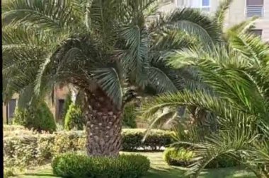 İstanbul 'da bir avluda palmiye ağaçları büyüyor, güçlü bir rüzgar ağaçları sallıyor