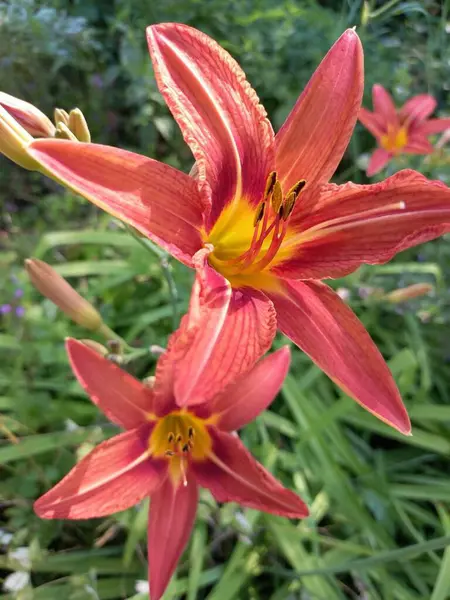 Bahçede kırmızı zambaklar açıyor..