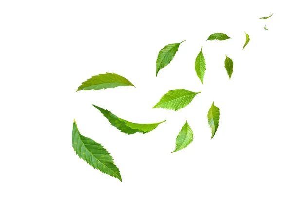 Zelené Plovoucí Listy Flying Leaves Green Leaf Dancing Air Purifier — Stock fotografie