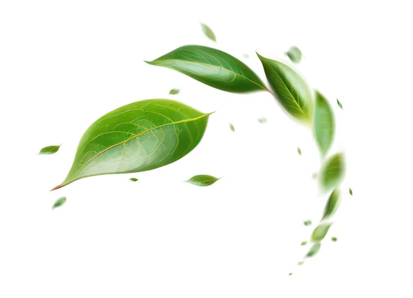 Πράσινο Επιπλέουν Φύλλα Που Φέρουν Φύλλα Πράσινο Φύλλο Χορός Καθαριστής — Φωτογραφία Αρχείου