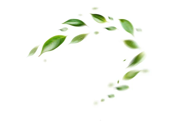 绿叶飘扬绿叶翩翩起舞空气净化器大气白色背景的简单主画面 — 图库照片