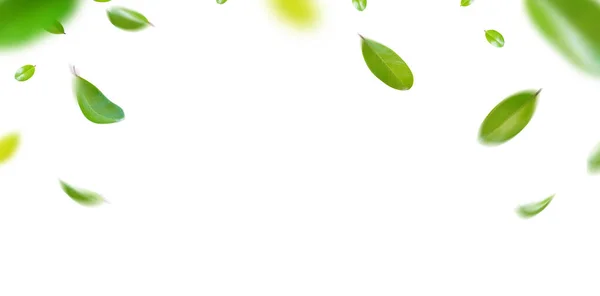 Yeşil Yüzen Yapraklar Uçuyor Yeşil Yaprak Dansı Hava Arındırıcı Atmosfer — Stok fotoğraf