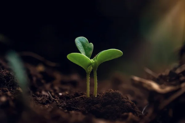 Маленьке Дерево Росте Сонячним Світлом Саду Екологічна Концепція — стокове фото
