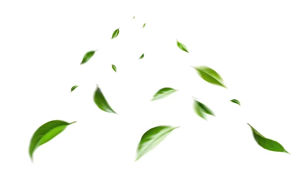 Летят Зеленые Листья Белом Фоне Свежая Весенняя Листва Окружающая Среда — стоковое фото