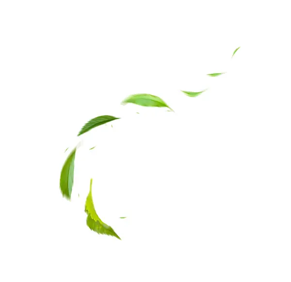 Grüne Schwimmende Blätter Fliegende Blätter Grünes Blatt Tanzen Luftreinigungsatmosphäre Einfaches lizenzfreie Stockfotos