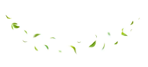 Folhas Flutuantes Verdes Folhas Voadoras Folha Verde Dançando Sobre Fundo Imagens Royalty-Free