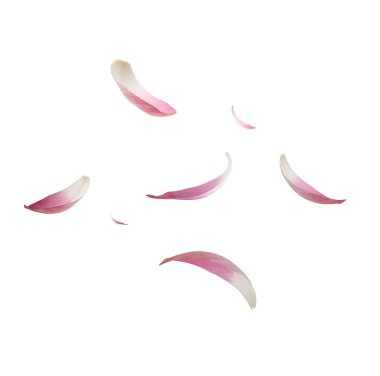 Beyaz arkaplanda kırpma yolu ile izole edilmiş nilüfer çiçeğinin yumuşak hareketi