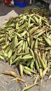 Yakın zamanda hasat edilen mısır, ücretsiz tatillerde satılan bölgesel gastronomide kullanılacak.