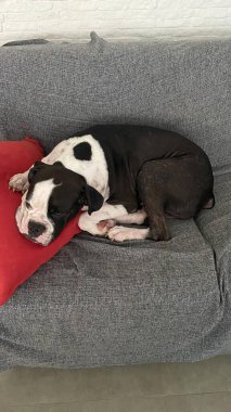 Kanepede uyuyan kırmızı yastıklı köpek.