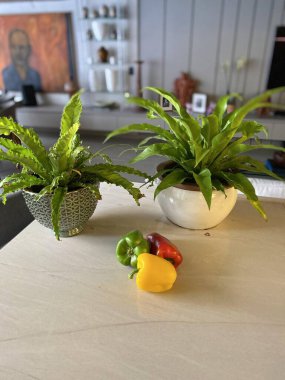 Mutfakta yeşil, kırmızı ve sarı biberler ve mutfak tezgahında saksı bitkileri.